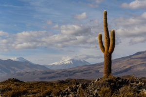 Echinopsis atacamensis, Atacama