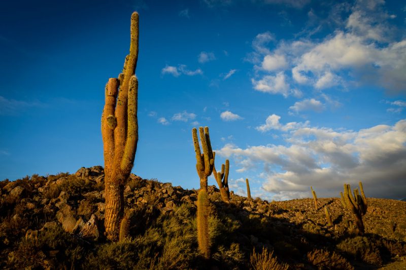 Echinopsis atacamensis, Atacama