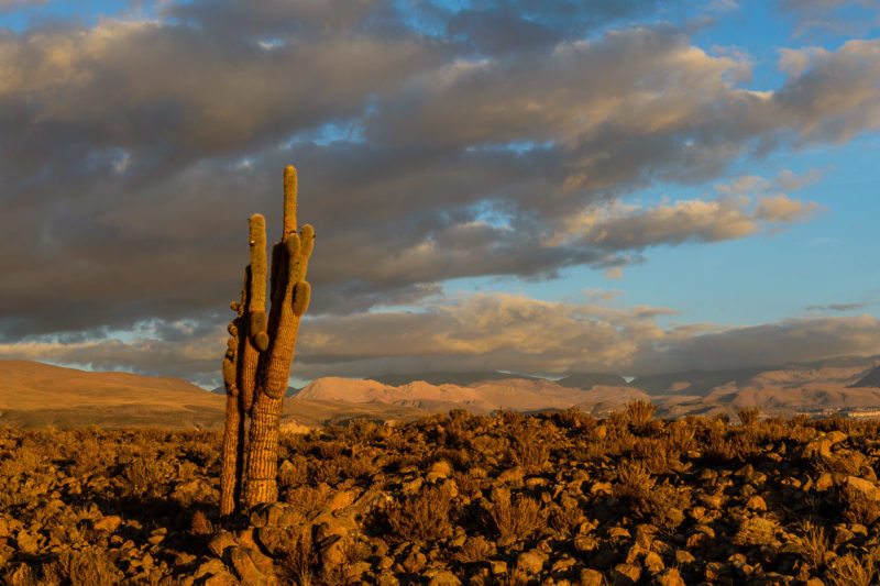 Echinopsis atacamensis, Atacama