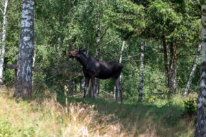 _DSC3945-2